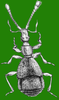 The Pselaphinae (Coleoptera: Staphylinidae) of Bulgaria